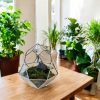 Növényimádók álomajándéke - Saját florárium üveg