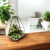 Virágtartó florárium üveg - Florance - Kreatív ajándék ötlet