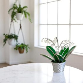 Trendi otthoni dekoráció - Gyöngyvirág kaspóban örökvirág