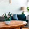 Elegáns üveg virágdísz - Hóvirág kaspóban örökvirág dekoráció