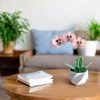 Üveg örökvirág lakásdekoráció - Rózsaszín orchidea virág kaspóban
