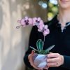 Üveg orchidea örökvirág - Különleges ajándékötlet