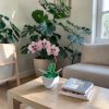 Orchidea üveg örökvirág - Rózsaszín