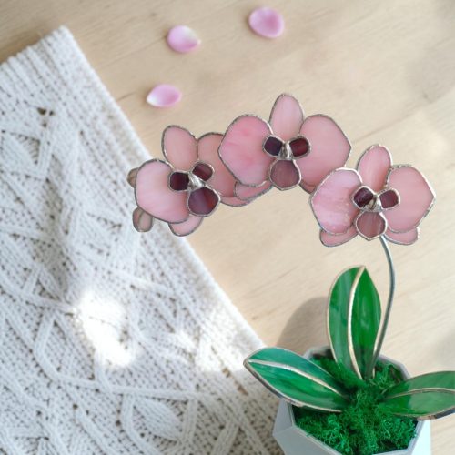 Orchidea üveg örökvirág - Rózsaszín