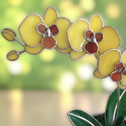Orchidea üveg örökvirág - Sárga