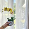 Orchidea üveg örökvirág - Sárga