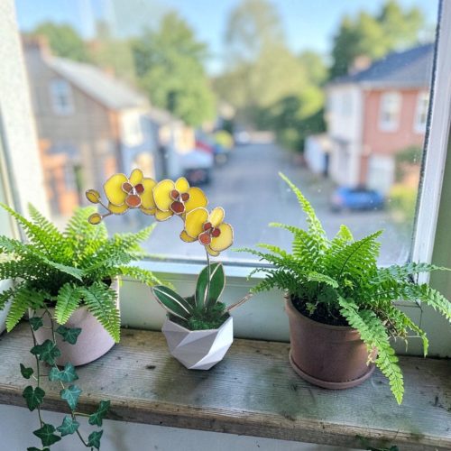 Orchidea üveg örökvirág - Sárga