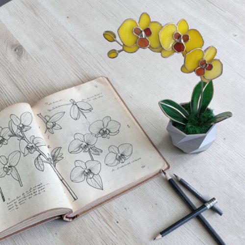 Orchidea üveg örökvirág - Sárga